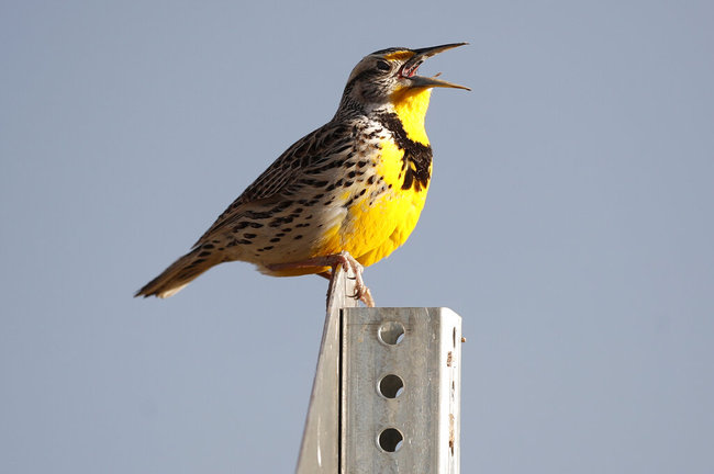 This April 14, 2019 file photo shows a western meadowlark in the Rocky Mountain Arsenal National Wildlife Refuge in Commerce City, Colo. [File photo: AP]