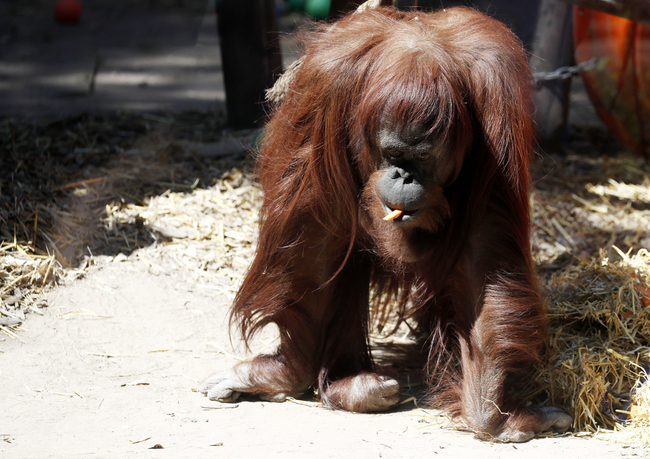 The orangutan Sandra walks in her enclosure at the former city zoo now known as Eco Parque in Buenos Aires, Argentina, Sept. 25, 2019. [Photo: AP via IC]