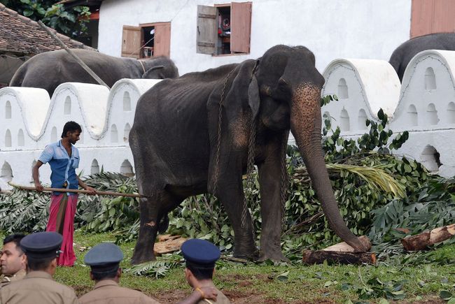 Tikiri eats at the Temple of the Tooth on August 13, 2019, in the central city of Kandy, where she was brought to march in an annual Buddhist pageant. [Photo: VCG]