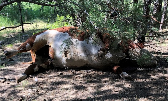 In this undated photo provided by Silvies Valley Ranch, a Hereford bull lies dead in Burns, Ore., one of five apparently healthy bulls that were found dead and with sex organs and tongues removed. [Photo: Silvies Valley Ranch via AP]