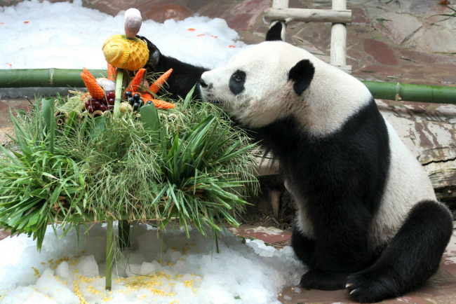 Panda Chuang Chuang enjoys his birthday cake during his birthday celebration in Chiang Mai Zoo, Chiang Mai province of Thailand, August 6, 2007. [File Photo: IC]