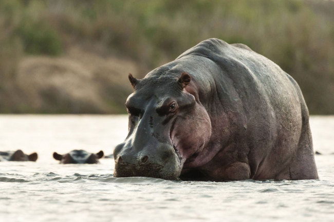Hippos are seen at the Kruger National Park in South Africa. [Photo: IC]
