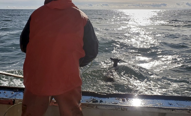 In this Monday, Nov. 4, 2019, photo provided by Jared Thaxter, a deer bobs in the ocean five miles off shore from Harrington, Maine. [Photo: Jared Thaxter via AP]