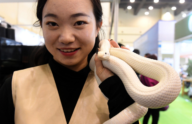 A woman holds a white snake at a pet show in Zhengzhou, central China's Henan Province on November 9, 2019. [Photo: VCG]