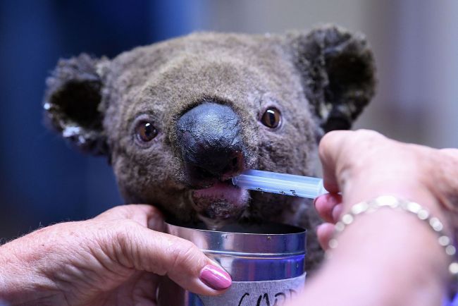A dehydrated and injured Koala receives treatment at the Port Macquarie Koala Hospital in Port Macquarie on November 2, 2019, after its rescue from a bushfire that has ravaged an area of over 2,000 hectares. Hundreds of koalas are feared to have burned to death in an out-of-control bushfire on Australia's east coast, wildlife authorities said October 30. [Photo: VCG]