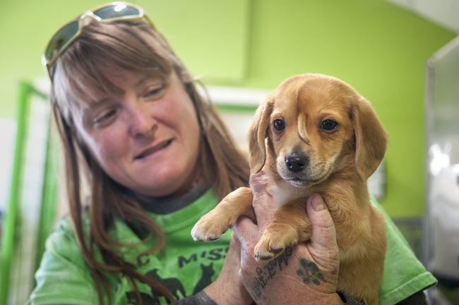 Mac's Mission animal rescue founder Rochelle Steffen holds a 10-week-old golden retriever puppy with a small tail growing between his eyes, dubbed "Narwhal," Wednesday, Nov. 13, 2019, in Jackson, Missouri. [Photo: Tyler Graef/The Southeast Missourian via AP]