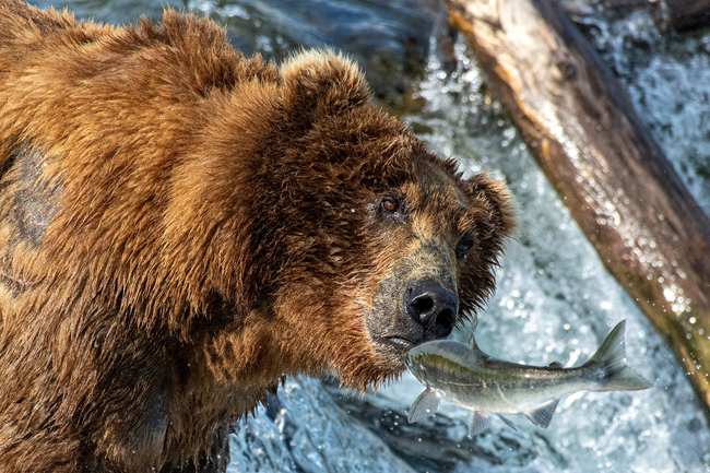 A hungry bear lines up its dinner as it tries to catch leaping salmon at Brook Falls, Alaska. 34-year-old Nina Waffenschmidt captured the extraordinary moment when the bear tried to catch the fish as they leap out of the water. "The bear must have caught around 15 to 20 of the elating salmon, which would have made for a nice dinner!" the photographer said. [Photo: Solent News via VCG/Nina Waffenschmidt]