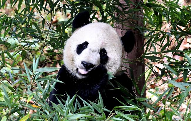 U.S.-born male giant panda Bei Bei is seen after his return from the United States at the Bifengxia Panda Base of the China Conservation and Research Center for the Giant Panda in Ya'an, southwest China's Sichuan Province, Nov. 21, 2019. [Photo: VCG]