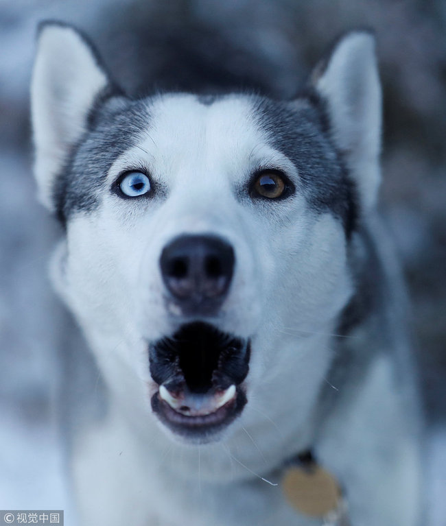 File photo shows a husky. [Photo: VCG]