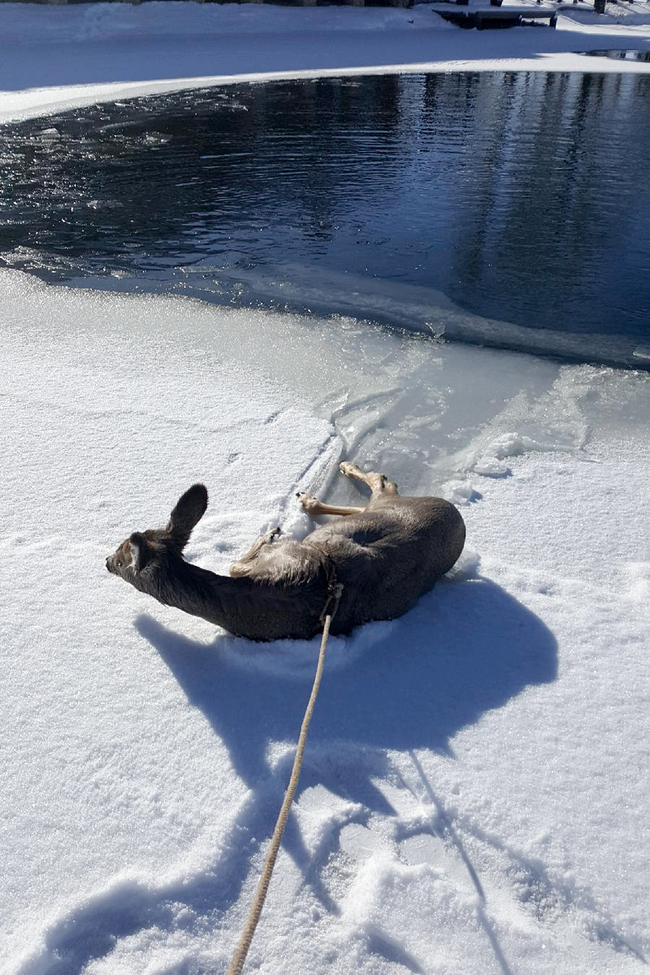 This Tuesday, Dec. 10, 2019 photo provided by the Sublette County Sheriff's Office shows a deer that deputies rescued from a frozen pond, after first lassoing it because the ice was too thin to approach, and pulled it to safety near Daniel, Wyo. [Photo: AP/Deputy Justin Hays/Sublette County Sheriff's Office]