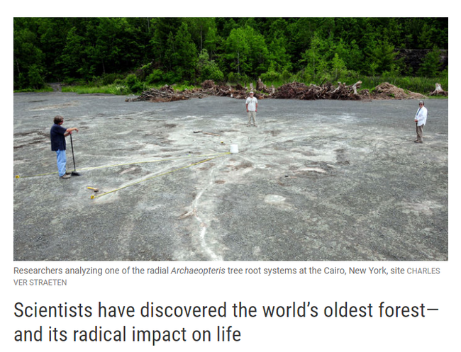 A screenshot of the "Science" report on the world's oldest forest, which was found in Cairo, New York. [Photo: China Plus]