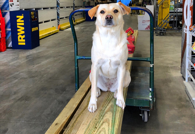 This undated photo provided by Ben Brengle shows his dog Bella. Brengle, of South Carolina, is offering $10,000 for the safe return of his dog after someone stole his truck with the pet inside. [Photo: AP]