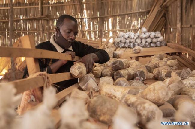 Emmanuel Ahimana, majitel rwandské firmy, která pro pěstování hub používá čínskou technologii Juncao, kontroluje houby ve své dílně v Kigali, hlavním městě Rwandy, 9. září 2020. (Foto: Cyril Ndegeya / Xinhua)