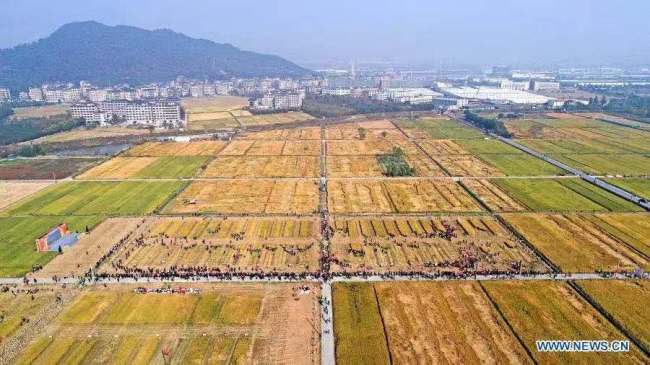 7, Letecký snímek pořízený 15. listopadu 2020 ukazuje soutěž dovedností pro podzimní sklizeň na rýžových polích ve vesnici Chunhua (Čchun-chua), která sousedí s vesnicí Fuchun (Fu-čchun) v okrese Fuyang (Fu-jang) ve městě Hangzhou (Chang-čou) v provincii Zhejiang (Če-ťiang) ve východní Číně. Soutěže se zde v neděli zúčastnilo celkem 24 skupin z každé oblasti sousedící s vesnicí Fuchun. Účastníci soutěžili v dovednostech jako je sklízení rýže, mlácení rýže, dávání rýže do pytlů a vázání slámy. (Xinhua / Xu Yu)