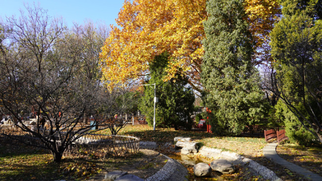 Snímek: Scenérie Parku Ditan v pozdním podzimu; 20. listopadu 2020. Wu Yan (Wu Jen) / CGTN