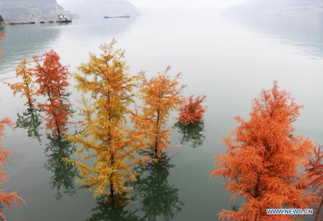 6, Fotografie pořízená 10. prosince 2020 ukazuje scenérii stromů taxodia poblíž řeky Jang‘c ve městečku Dazhou (Ta-čou) v okresu Wanzhou (Wan-čou) při městě Chongqing (Čchung-čching) v jihozápadní Číně, 10. prosince 2020. Od roku 2009 zasadil okres Wanzhou více než 1 800 Mu (120 hektarů) stromů tisovce na břehu řeky Jang‘c, které pomáhají v zadržování vody a půdy a zlepšování životního prostředí. (Xinhua / Wang Quanchao)