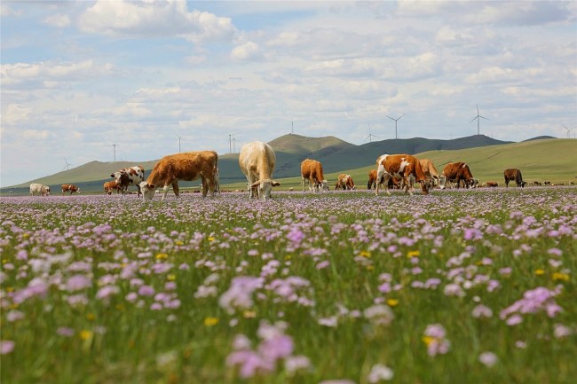 Na snímku je step v okresu Jarud v Tongliao (Tchung-liao) v autonomní oblasti Vnitřní Mongolsko. [Fotografii poskytl deník China Daily]