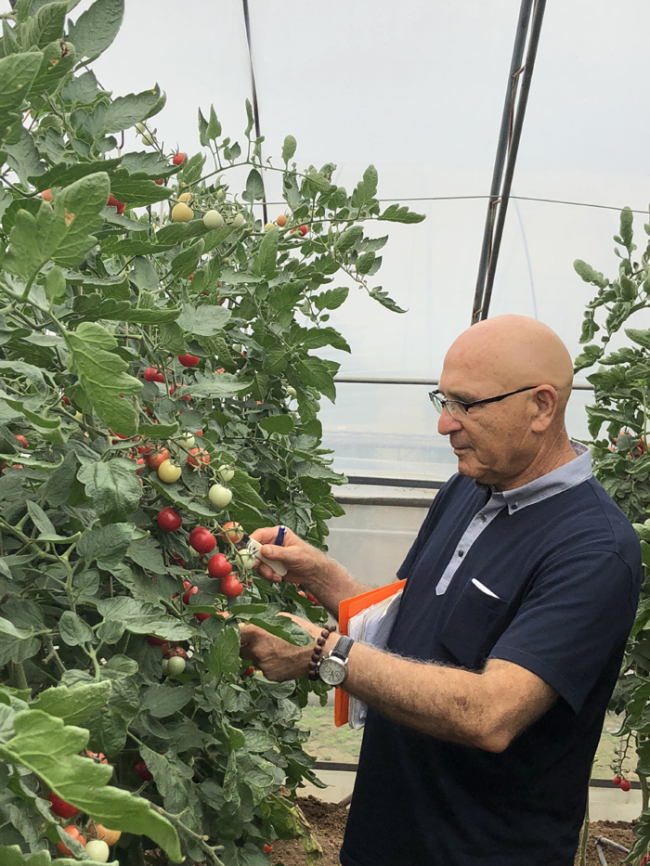 Con la “revolución de la industria de semillas de tomate” empresas de semillas de China atraen atención mundial