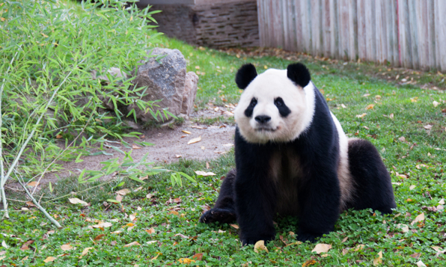 Osos panda en el Zoo Aquarium de Madrid