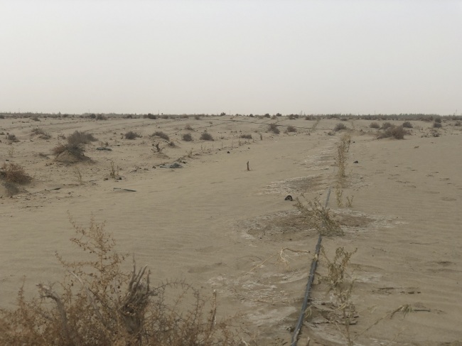 Chamiza: planta para mejorar el ambiente ecológico en Aral