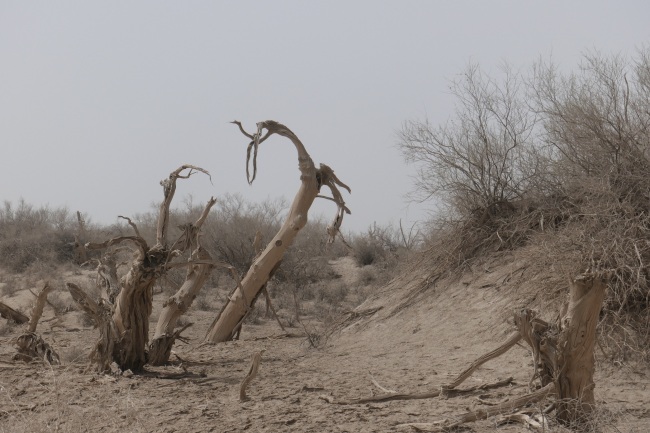 El legendario árbol de Huyang en Aral