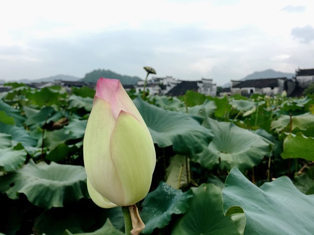 Les bâtiments, ayant le style de l’Anhui, font ressortir les fleurs de lotus sur le point de s’épanouir mettent bien en valeur.