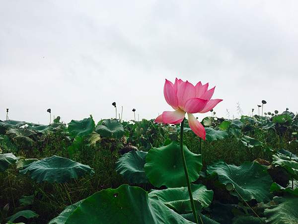 La fleur de lotus du parc de l’exposition de lotus