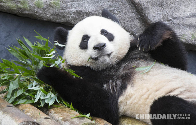 Le pandas géant Jia Yueyue participe à la célébration de son anniversaire. Photo prise le 13 octobre, au zoo de Toronto, au Canada.