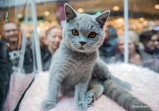 Un chat lors de l'exposition féline internationale à Vilnius, en Lituanie, le 22 octobre 2017. Environ 200 chats de Lituanie, de Lettonie, d'Estonie, de Biélorussie et d'autres pays ont été exposés lors de cet événement. (Photo : Alfredas Pliadis)