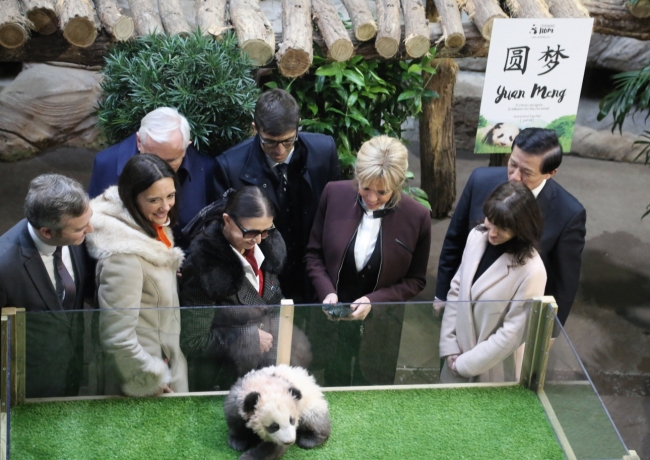 France: le bébé panda officiellement baptisé Yuan Meng