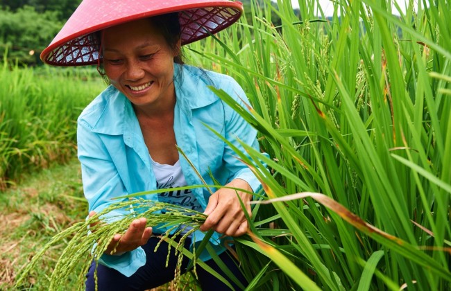 Le 14 juillet 2017, Wang Qiongliang, villageoise du village Maonao, situé dans la ville de Wuzhishan de la province du Hainan constate l’état de croissance du riz Shanlan. Le village Maonao est désigné par le Programme des Nations unies pour le développement comme un village pilote dans le cadre des Objectifs de développement durable et est le premier village d’essai à concrétiser le projet des Objectifs de développement durable.