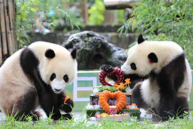 Les pandas géants jumeaux «Qing Qing» et «Bing Bing» mangent un gâteau d'anniversaire spécial au Centre de conservation et de recherche pour les pandas géants de Chine à Dujiangyan, dans la province du Sichuan (sud-ouest de la Chine), le 18 août 2017. Les pandas géants jumeaux ont célébré leur deuxième anniversaire vendredi. (Xinhua/Yang Jin)
