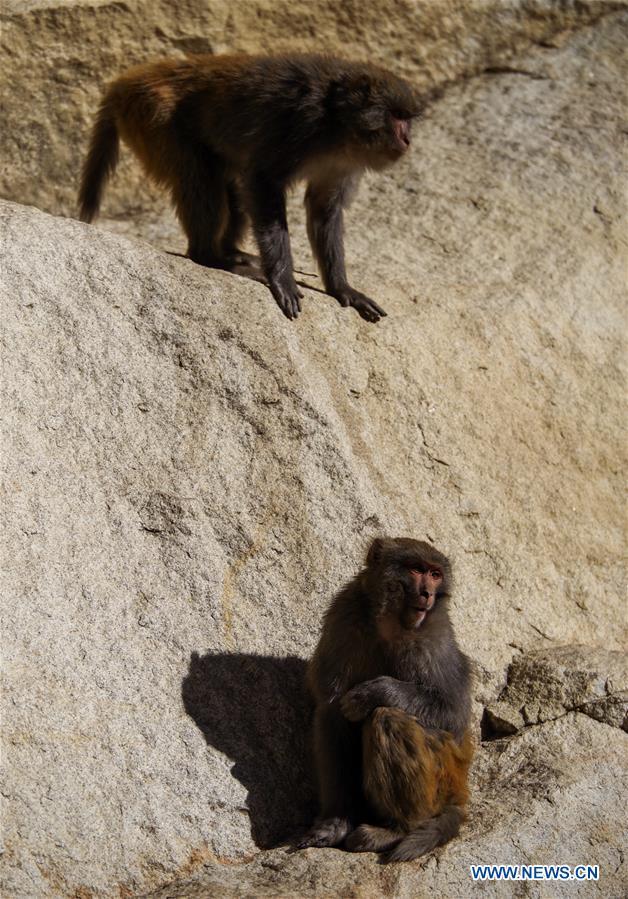  Des macaques du Tibet à Shannan, dans la région autonome du Tibet (sud-ouest de la Chine), le 12 décembre 2017. (Photo : Liu Dongjun)