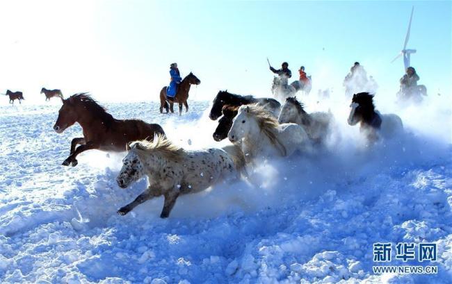 Mongolie intérieure : apprivoisement de chevaux sur la prairie enneigée