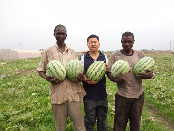 La technique agricole chinois réalise le résultat gagnant-gagnant au Congo