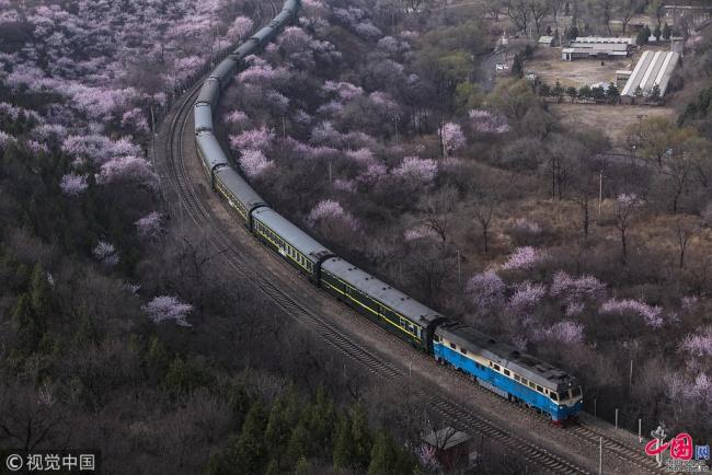 Un train traverse un amas de pêchers sauvages en fleur à la section du col de Juyongguan de la Grande Muraille à Beijing, le 27 mars 2018. 