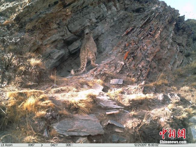Qinghai : des panthères des neiges filmées pour la première fois en pleine nature
