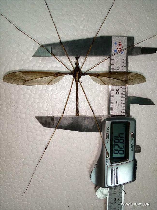  Un moustique géant d'une envergure de 11,15 centimètres exposé au Musée des insectes de l'Ouest de la Chine à Chengdu, capitale de la province chinoise du Sichuan (sud-ouest), le 11 avril 2018. Le moustique appartient à la plus grande espèce de moustiques au monde, Holorusia mikado, qui a généralement une envergure d'environ huit centimètres. Ce moustique a été découvert en août 2017 au cours d'une excursion au mont Qingcheng à Chengdu. (Photo : Xinhua/Musée des insectes de l'Ouest de la Chine)