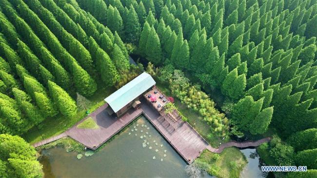 Photo aérienne prise le 13 mai 2018 montrant le paysage du Parc national forestier de la mer Jaune à Dongtai, dans la province chinoise du Jiangsu (est). (Xinhua/Xu Congjun)