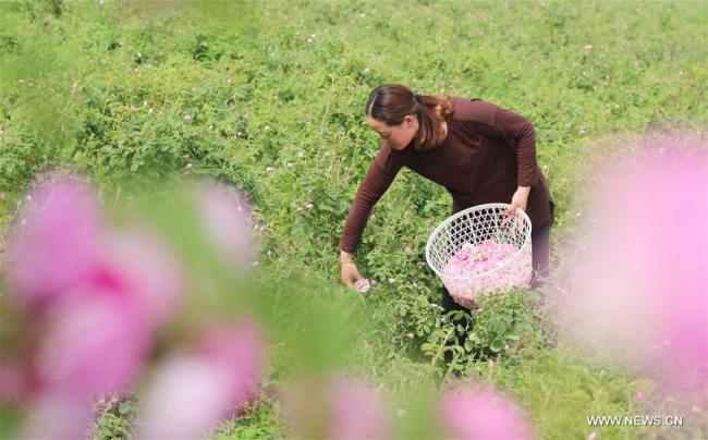  Une agricultrice cueille des roses dans le village de Shizhuang du district de Hai'an, dans la province chinoise du Jiangsu (est), le 14 mai 2018. La culture des roses est devenue une activité rentable permettant d'accroître les revenus des agriculteurs locaux. (Photo : Xiang Zhonglin)