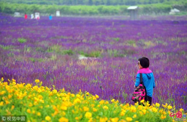 Photos : des milliers de fleurs en pleine floraison en banlieue de Beijing