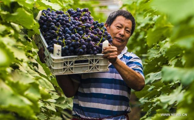  Un villageois transporte des raisins dans une serre au village Shaofu du district de Zaoqiang, dans la province chinoise du Hebei (nord), le 2 juillet 2018. Plus de 3.000 personnes sont sorties de la pauvreté dans le district grâce à la plantation de raisins. (Photo : Li Xiaoguo)