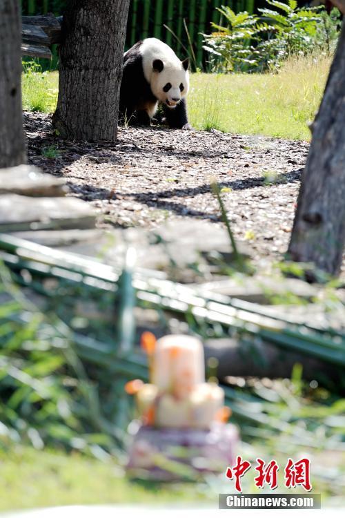 Berlin célèbre le 8e anniversaire du panda géant Jiao Qing