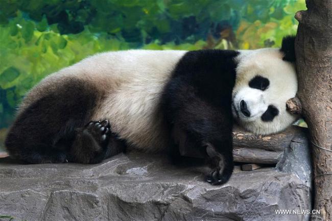 Un panda géant se rafraîchit dans une salle équipée de climatiseurs dans le parc forestier Hongshan à Nanjing, dans la province chinoise du Jiangsu (est), le 13 juillet 2018. Les autorités zoologiques ont pris des mesures pour rafraîchir les animaux en été en Chine. (Photo : Su Yang)