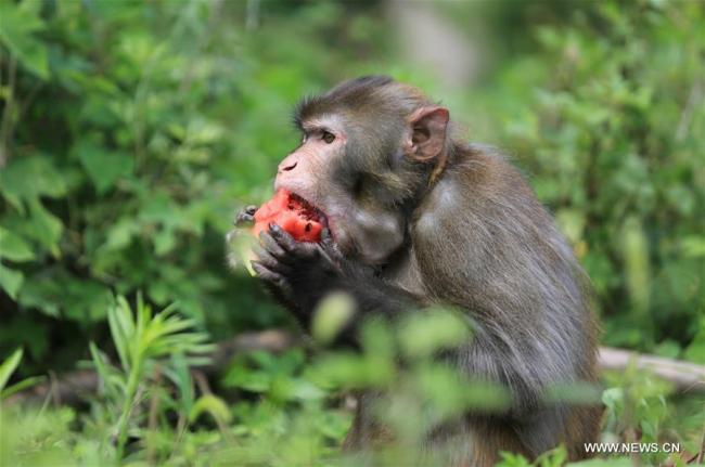  Un singe mange de la pastèque pour se rafraîchir dans un zoo au village de Zhuquan à Linyi, dans la province chinoise du Shandong (est), le 13 juillet 2018. Les autorités zoologiques ont pris des mesures pour rafraîchir les animaux en été en Chine. (Photo : Wang Yanbing)