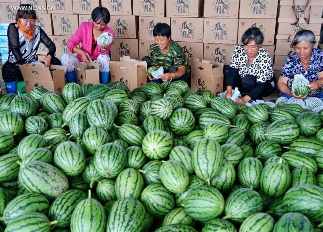 écolte de pastèques dans l'arrondissement de Xuanhua à Zhangjiakou, ville de la province chinoise du Hebei (nord), le 25 juillet 2018. Ces dernières années, le gouvernement local a déployé beaucoup d'effort pour promouvoir le développement de l'agriculture. Plus de 8.000 familles locales sont sorties de la pauvreté à l'aide de la culture des légumes, des fruits et des fleurs. (Photo : Yang Shiyao)