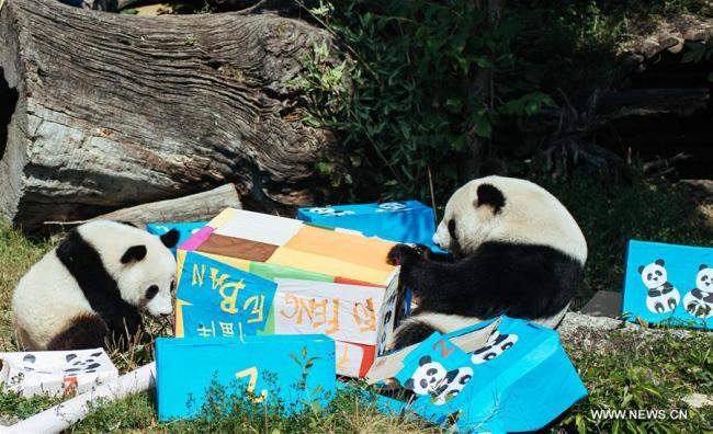 Le panda géant Fu Ban (arrière) et sa mère Yang Yang se trouvent au milieu de cadeaux au zoo de Schönbrunn à Vienne, en Autriche, le 7 août 2018. Les pandas jumeaux Fu Feng et Fu Ban ont célébré mardi leur 2e anniversaire avec leur mère. Comme cadeaux d'anniversaire, ils ont reçu des paquets de pommes de terre et de carottes, ainsi que des pousses de bambou spéciales. (Photo : Liu Xiang)