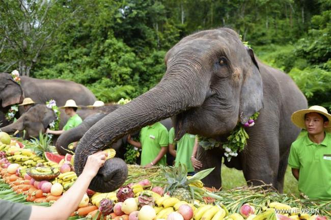 Des éléphants dégustent un banquet spécial de fruits dans la vallée des éléphants sauvages, un site pittoresque à Xishuangbanna dans la province chinoise du Yunnan (sud-ouest), le 12 août 2018, date de la Journée internationale des éléphants. Un défilé et un banquet spécial de fruits ont été organisés sur place pour célébrer la Journée internationale des éléphants. (Photo : Xie Ziyi)