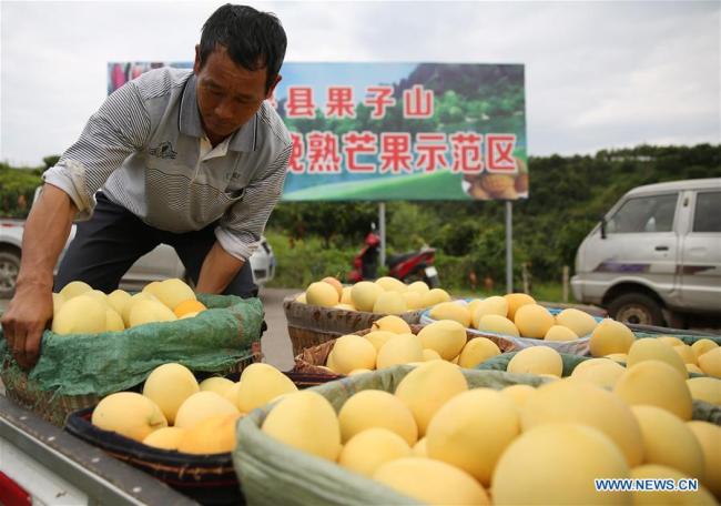 Des agriculteurs transportent des mangues récoltées dans le district de Huaping, à Lijiang de la province chinoise du Yunnan (sud-ouest), le 17 août 2018. (Xinhua/Liang Zhiqiang)