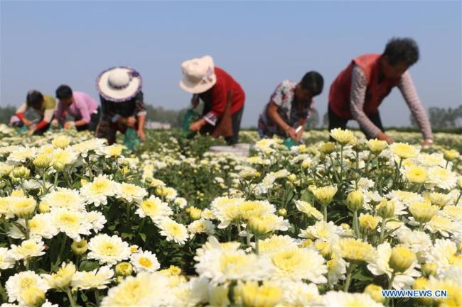 Des agriculteurs cueillent des fleurs de chrysanthème dans le village de Shimen du district de Guanyun, dans la province du Jiangsu (est de la Chine), le 25 septembre 2018. (Xinhua/Wu Chenguang)